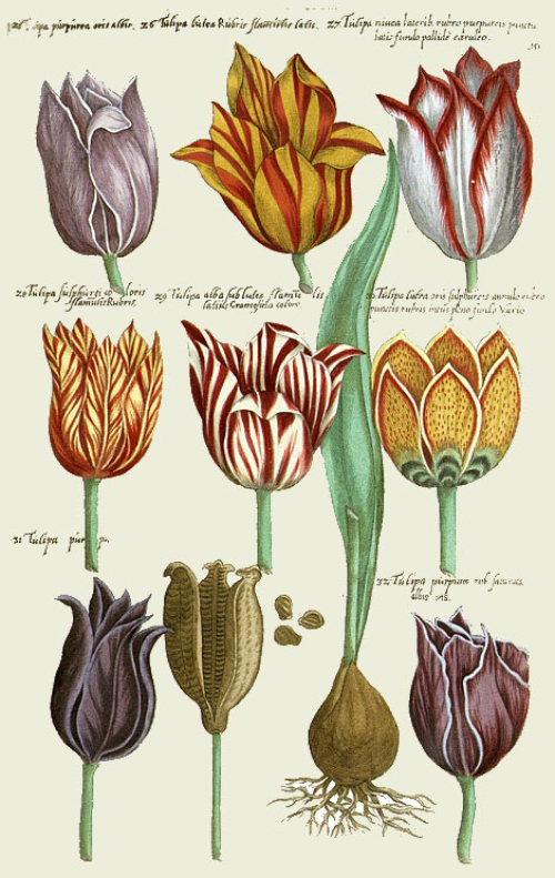  Charles-de-l´Ecluse_freunde_frankfurts_Tulpen1.jpg