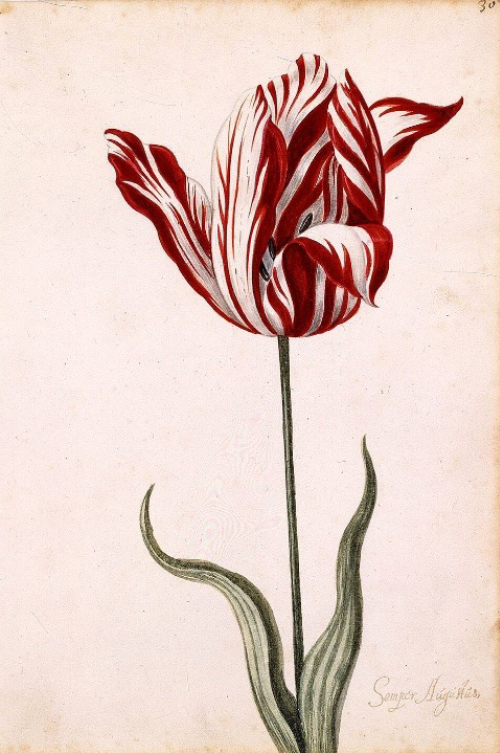  Charles-de-l´Ecluse_freunde_frankfurts_Tulpen2.jpg