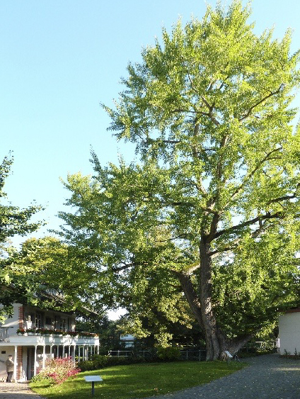 Ginkgo biloba am Petrihaus, © Frank Behnsen