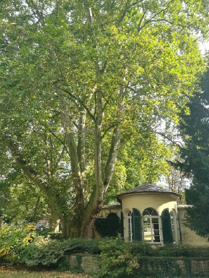 Platane am Nebbienschen Gartenhaus, © Baumlaeufer