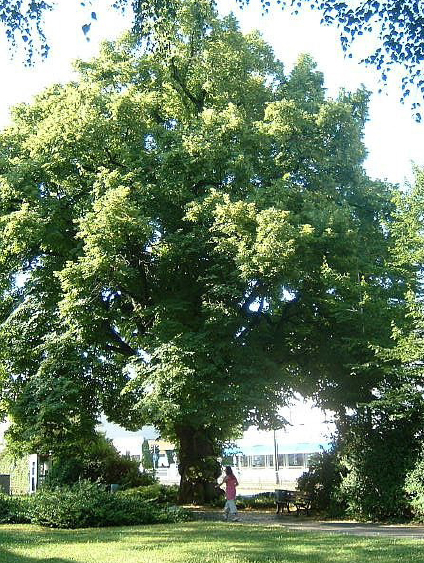 Sommerlinde am Lindenbaum, © Peng