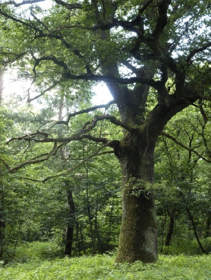 Stileichen im Schwanheimer Wäldchen,  © Frank Behnsen